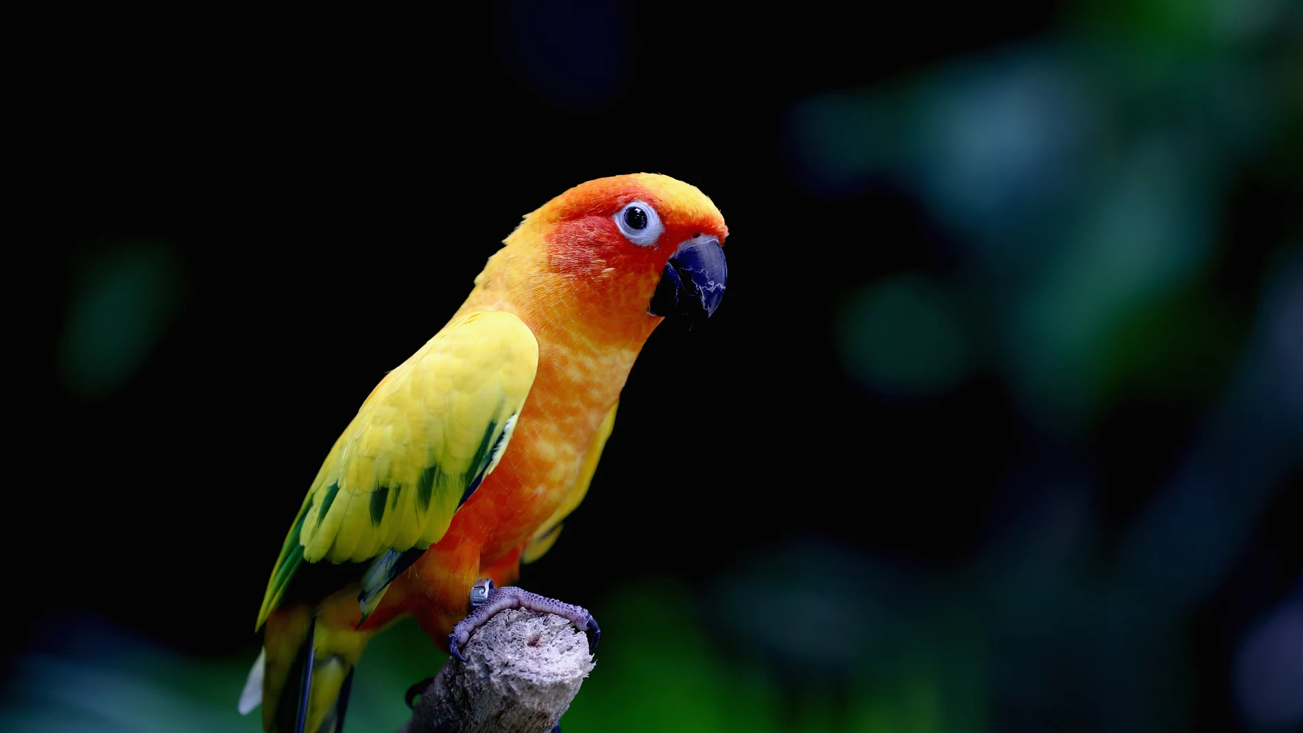 Una niña entrena a su pájaro para que ataque a sus enemigos Una niña entrena a su pájaro para que ataque a sus enemigos