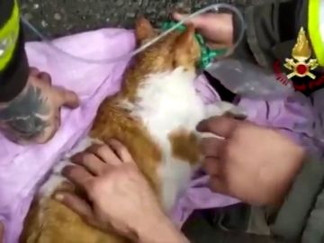 Los bomberos salvan a dos gatos asfixiados por el incendio de un edificio