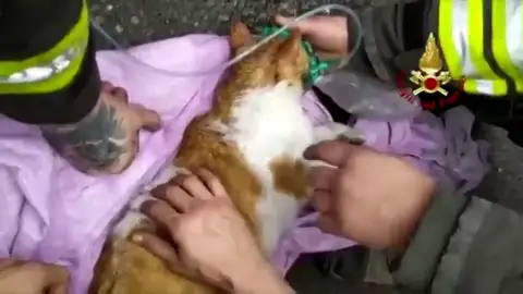 Los bomberos salvan a dos gatos asfixiados por el incendio de un edificio Los bomberos salvan a dos gatos asfixiados por el incendio de un edificio