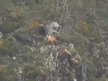 Captan en vídeo el momento previo a la emancipación de los oseznos en Cantabria Captan en vídeo el momento previo a la emancipación de los oseznos en Cantabria