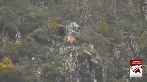 Captan en vídeo el momento previo a la emancipación de los oseznos en Cantabria Captan en vídeo el momento previo a la emancipación de los oseznos en Cantabria