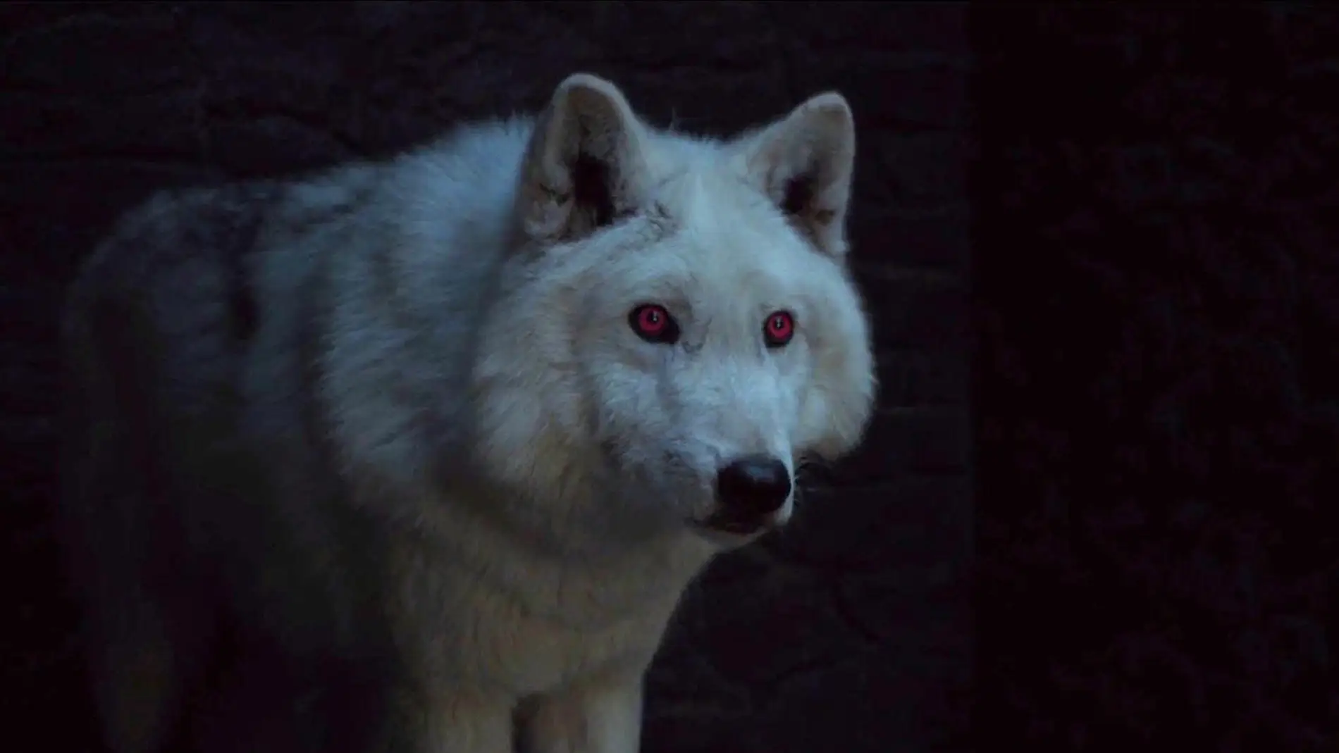 Fantasma, el lobo huargo de Jon Snow en 'Juego de Tronos'