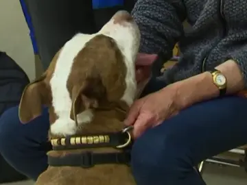 La perra víctima de maltrato acude al juicio La perra víctima de maltrato acude al juicio