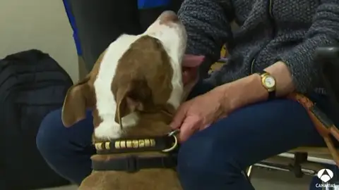 La perra víctima de maltrato acude al juicio La perra víctima de maltrato acude al juicio