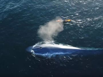 Surfea junto a una ballena