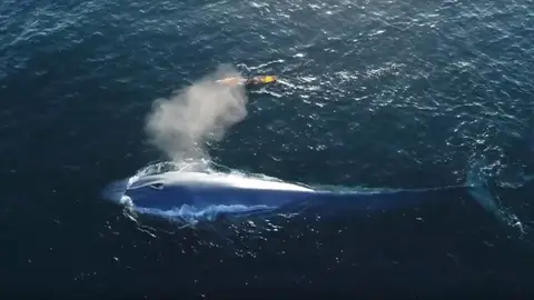 Surfea junto a una ballena Surfea junto a una ballena