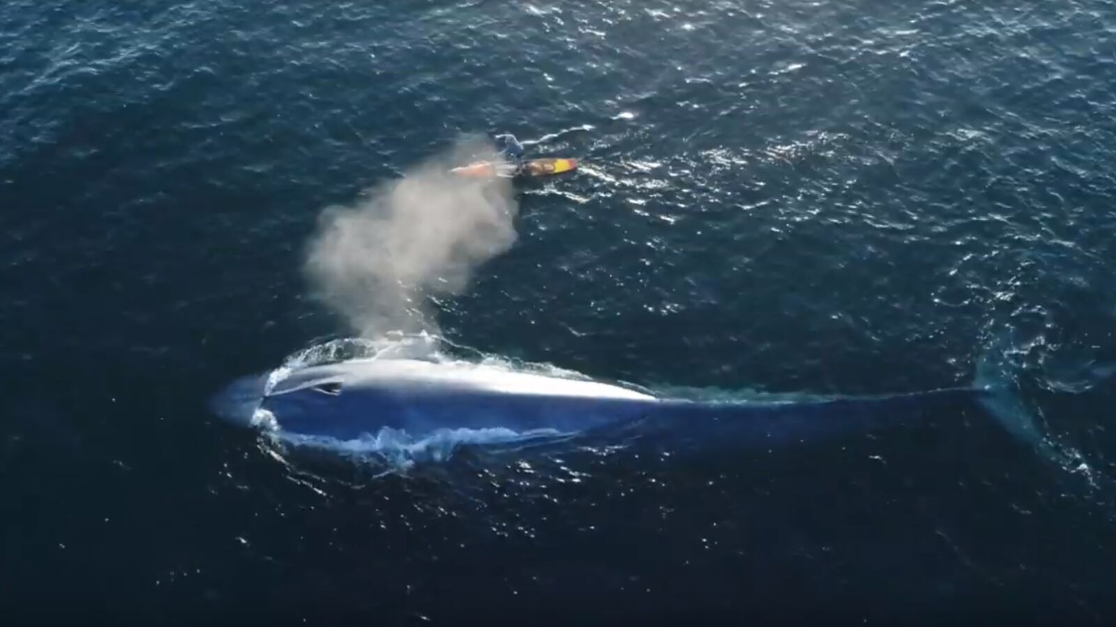 Espectaculares imágenes: surfea junto a una ballena azul de 24 metros
