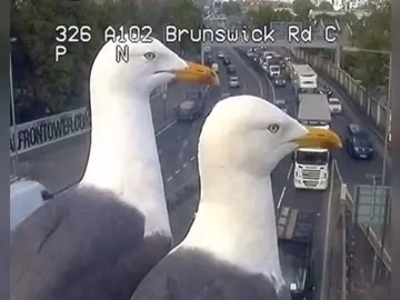 Dos gaviotas se convierten en la sensación de las redes tras 'trolear' las cámaras de tráfico de Londres Dos gaviotas se convierten en la sensación de las redes tras 'trolear' las cámaras de tráfico de Londres