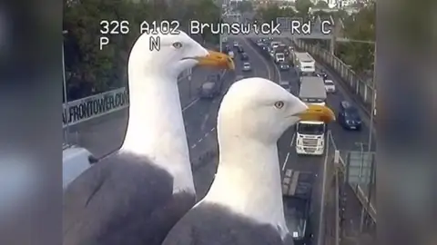 Dos gaviotas se convierten en la sensación de las redes tras 'trolear' las cámaras de tráfico de Londres Dos gaviotas se convierten en la sensación de las redes tras 'trolear' las cámaras de tráfico de Londres