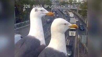  Dos gaviotas se convierten en la sensación de las redes tras 'trolear' las cámaras de tráfico de Londres 