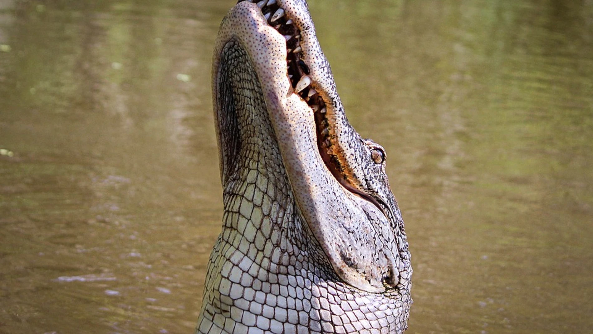 Caimán Caimán