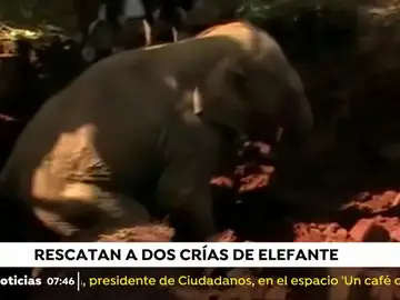 NUEVA ELEFANTE NUEVA ELEFANTE