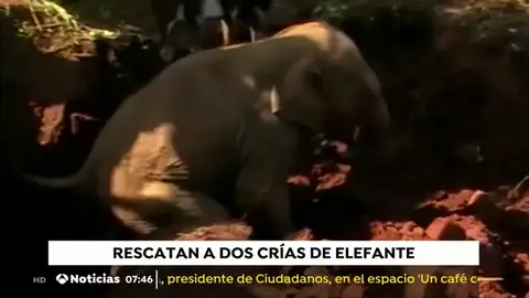NUEVA ELEFANTE NUEVA ELEFANTE