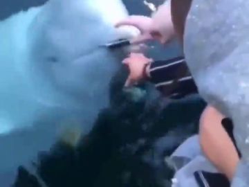 Una ballena sospechosa de ser espía rusa devuelve un móvil que se cayó al mar a su dueña