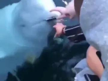 Una ballena sospechosa de ser espía rusa devuelve un móvil que se cayó al mar a su dueña Una ballena sospechosa de ser espía rusa devuelve un móvil que se cayó al mar a su dueña