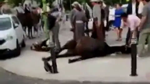 PACMA comparte una imágenes de un caballo sufriendo convulsiones durante la Feria de Sevilla PACMA comparte una imágenes de un caballo sufriendo convulsiones durante la Feria de Sevilla