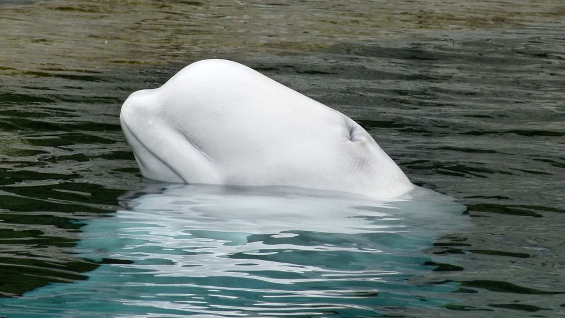 Beluga