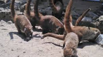 Coatíes