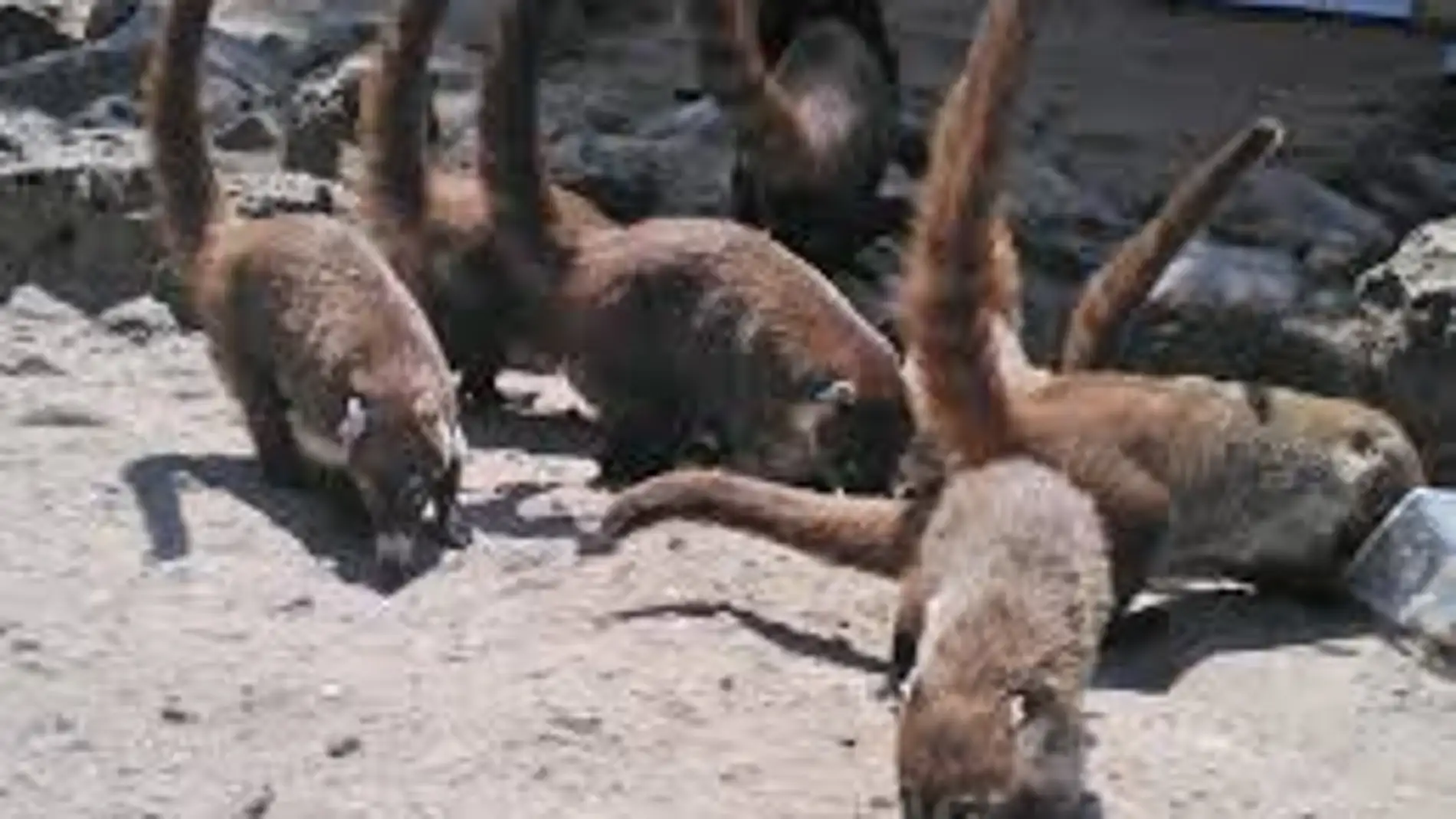 Coatíes