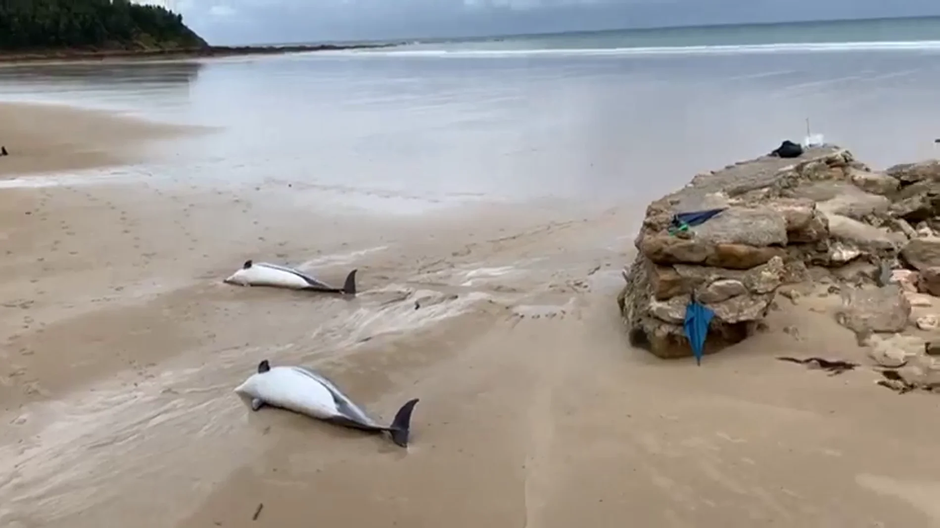 Aparecen 14 delfines muertos en la orilla de una playa de Santander Aparecen 14 delfines muertos en la orilla de una playa de Santander