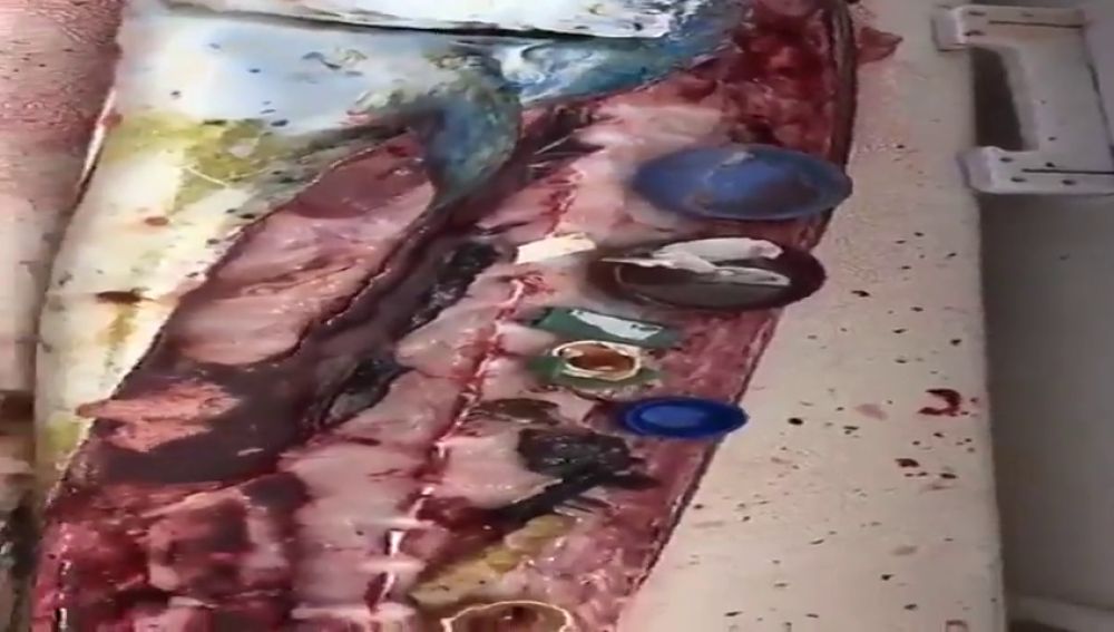 El impactante vídeo donde un hombre abre un pescado y extrae todo tipo de plásticos de su interior