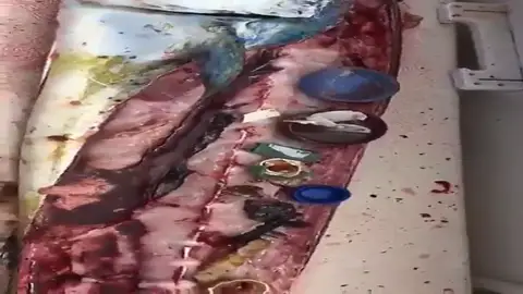 El impactante vídeo donde un hombre abre un pescado y extrae todo tipo de plásticos de su interior El impactante vídeo donde un hombre abre un pescado y extrae todo tipo de plásticos de su interior