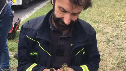Dos patitos rescatados en Madrid Dos patitos rescatados en Madrid