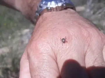 Estas son las pautas que debes seguir para protegerte de las garrapatas esta primavera Estas son las pautas que debes seguir para protegerte de las garrapatas esta primavera