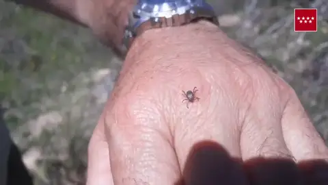 Estas son las pautas que debes seguir para protegerte de las garrapatas esta primavera Estas son las pautas que debes seguir para protegerte de las garrapatas esta primavera