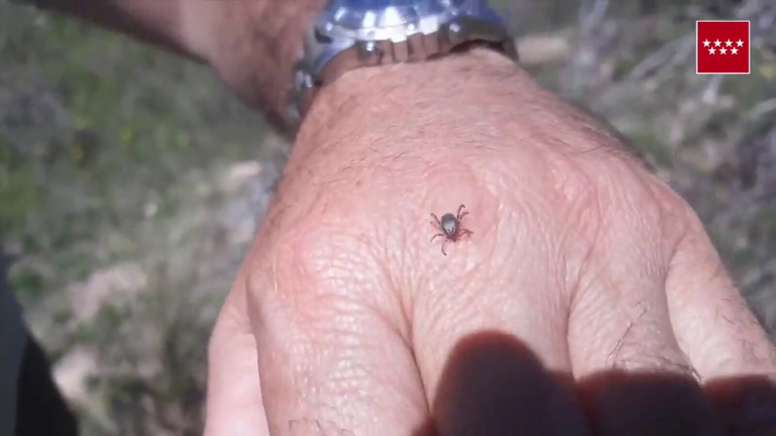 Estas son las pautas que debes seguir para protegerte de las garrapatas esta primavera