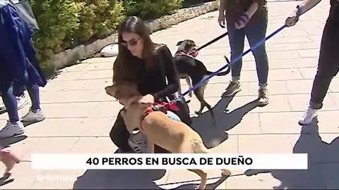 PERROS_NUEVA PERROS_NUEVA