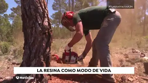 La extracción de resina como lucha a la despoblación de España La extracción de resina como lucha a la despoblación de España