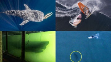 Tiburones Tiburones