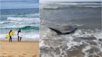 La aparición de un tiburón de dos metros obliga a cancelar una clase de surf en el sur de Francia