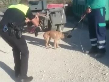 Una jauría de perros ataca a un hombre en Málaga