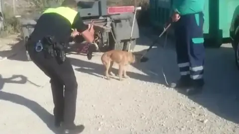 Una jauría de perros ataca a un hombre en Málaga son callejeros y atacan de noche