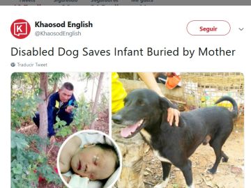 Perro rescata a un niño Perro rescata a un niño