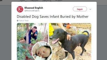 Perro rescata a un niño Perro rescata a un niño