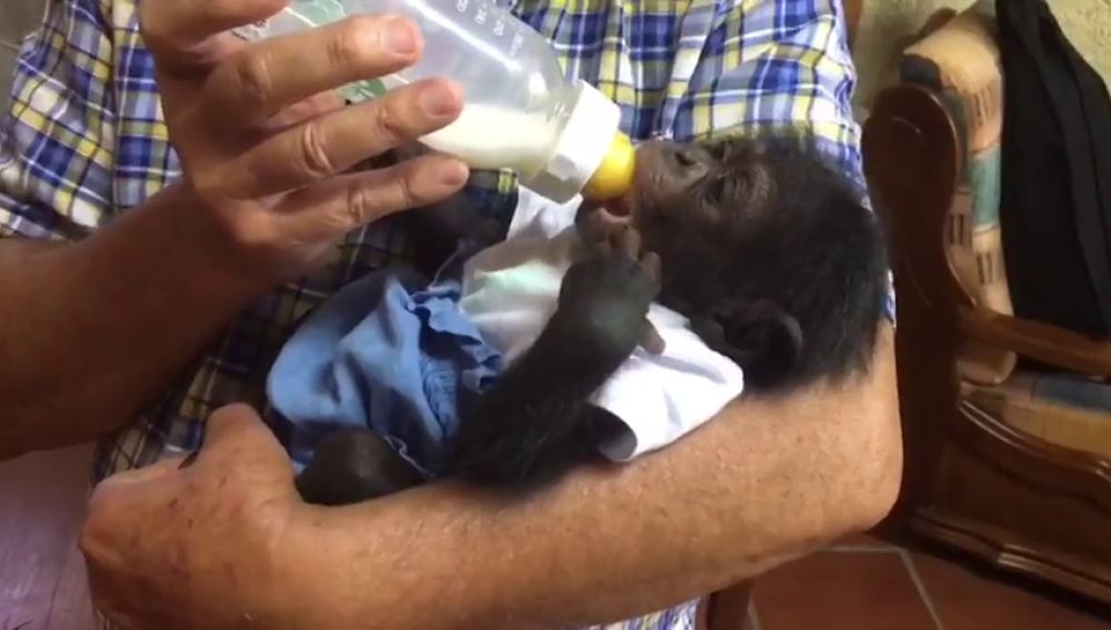 REEMPLAZO: Las tiernas imágenes del primer chimpancé sevillano