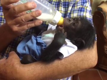 REEMPLAZO: Las tiernas imágenes del primer chimpancé sevillano