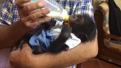 REEMPLAZO: Las tiernas imágenes del primer chimpancé sevillano REEMPLAZO: Las tiernas imágenes del primer chimpancé sevillano