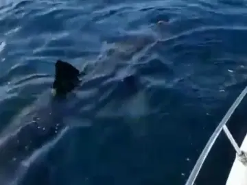 Avistan un tiburón de grandes dimensiones en Galicia: "Es como un barco" Avistan un tiburón de grandes dimensiones en Galicia: "Es como un barco"