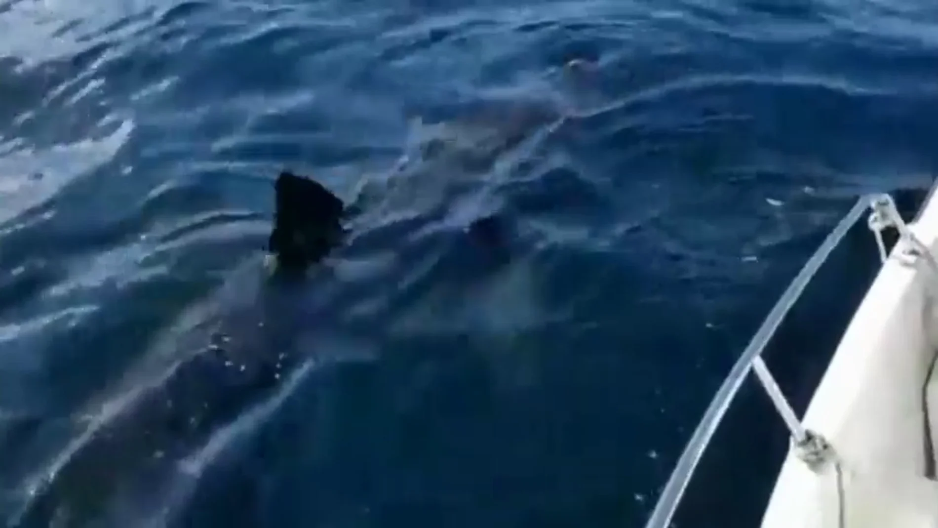 Avistan un tiburón de grandes dimensiones en Galicia: "Es como un barco" Avistan un tiburón de grandes dimensiones en Galicia: "Es como un barco"