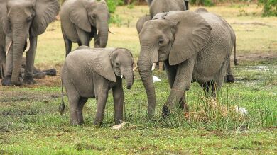El momento viral en el que unos turistas están a punto de morir aplastados tras hacerse un foto con un elefante 