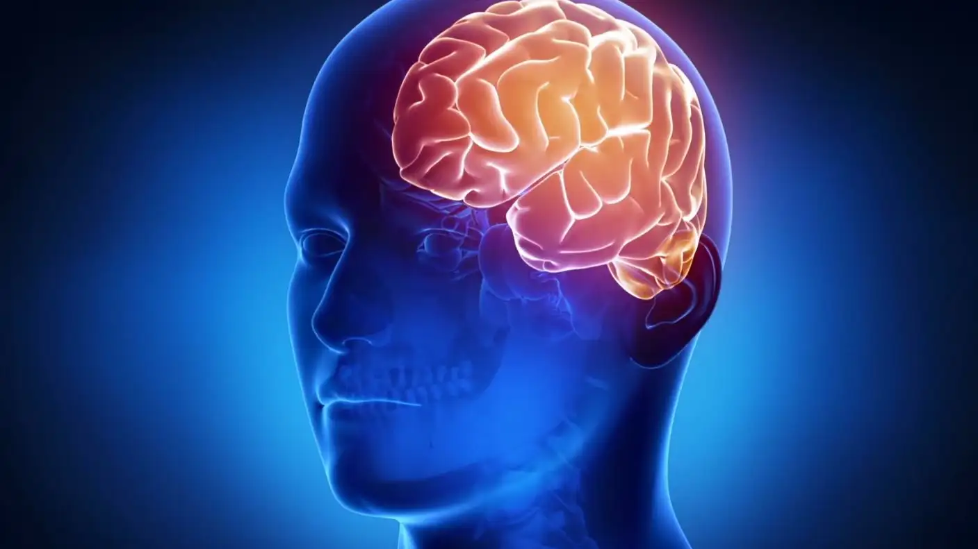 Cerebro