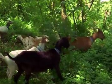 Las cabras en un parque de Nueva York