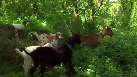 Las cabras en un parque de Nueva York Creatividad ecológica