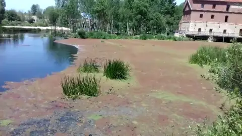 Unas plantas invasoras tiñen de color rojo el río Tormes Unas plantas invasoras tiñen de color rojo el río Tormes