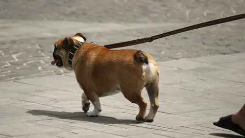 Tener un perro en Zamora costará 9 euros a sus dueños tras una nueva ordenanza del Ayuntamiento Tener un perro en Zamora costará 9 euros a sus dueños tras una nueva ordenanza del Ayuntamiento