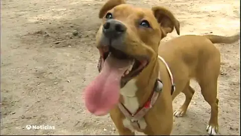 CUSTODIA PERRO CUSTODIA PERRO